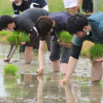 酒米「さわのはな」の田植え