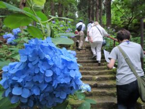 出塩文殊堂のあじさい