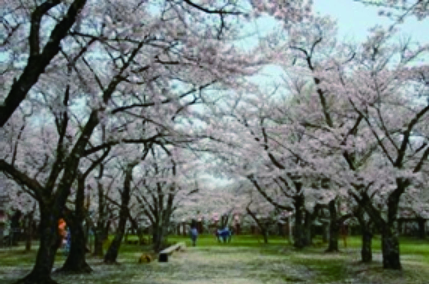 楯山公園