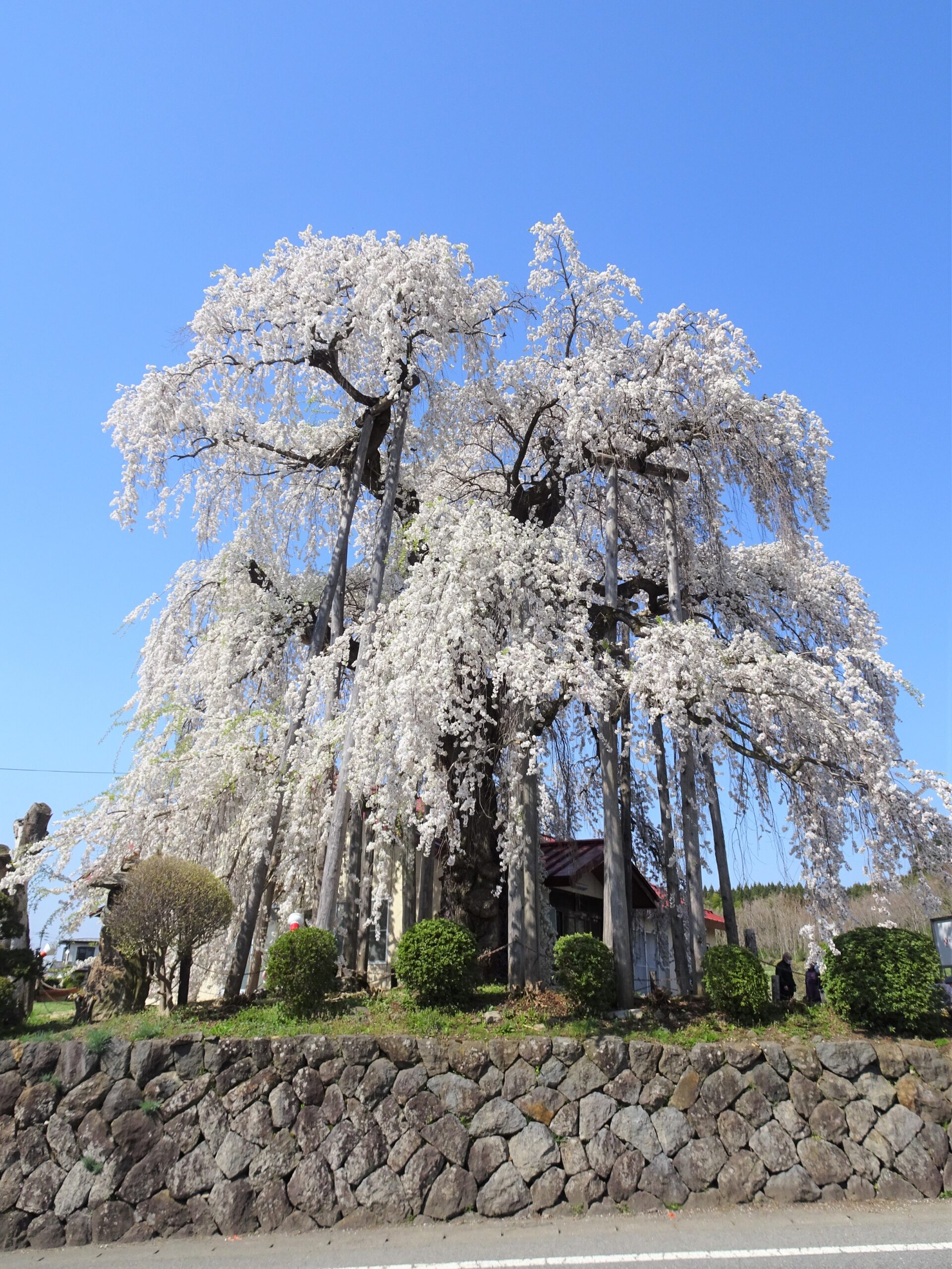 権現堂の桜