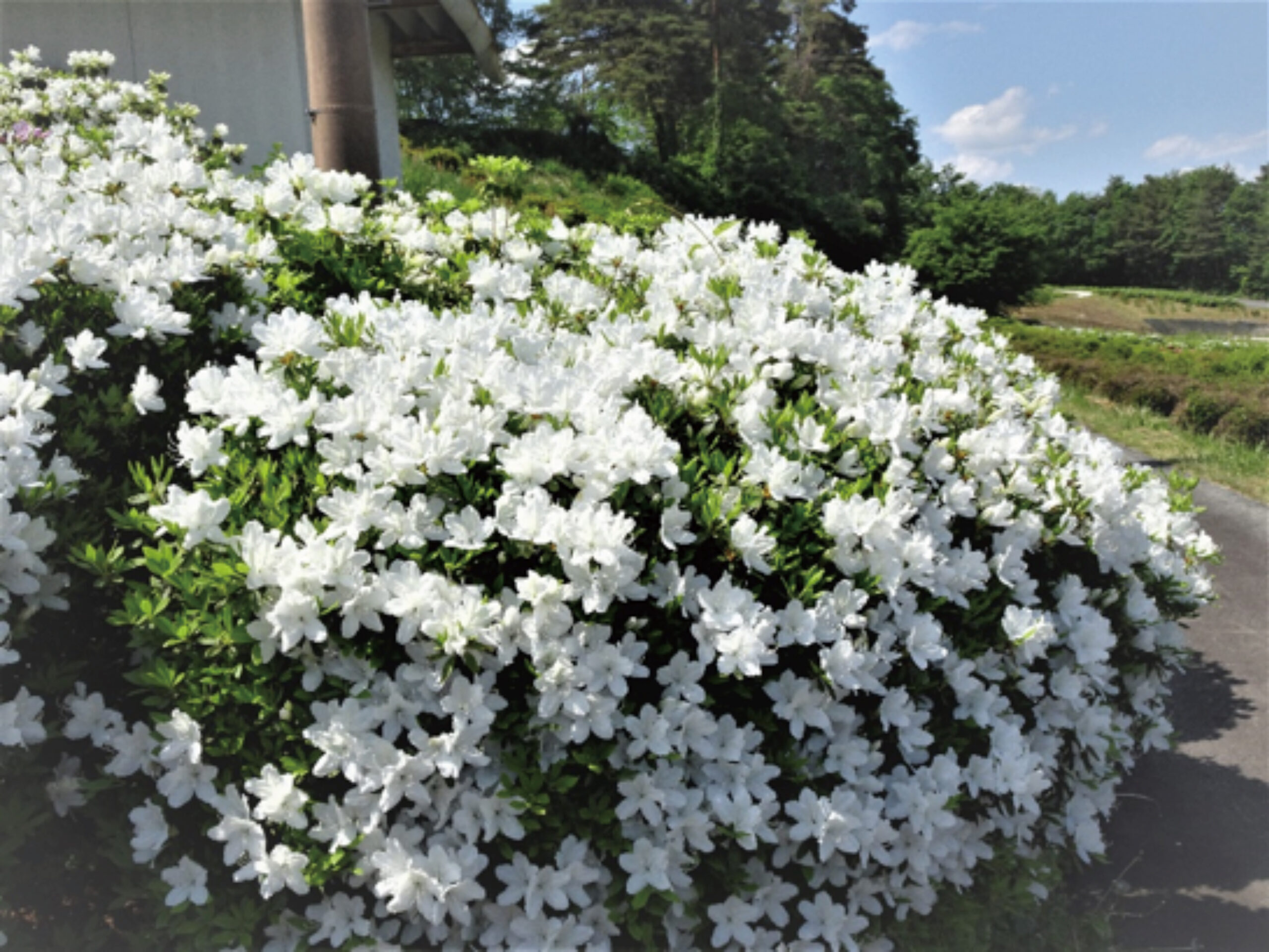 寒河江公園 つつじ園