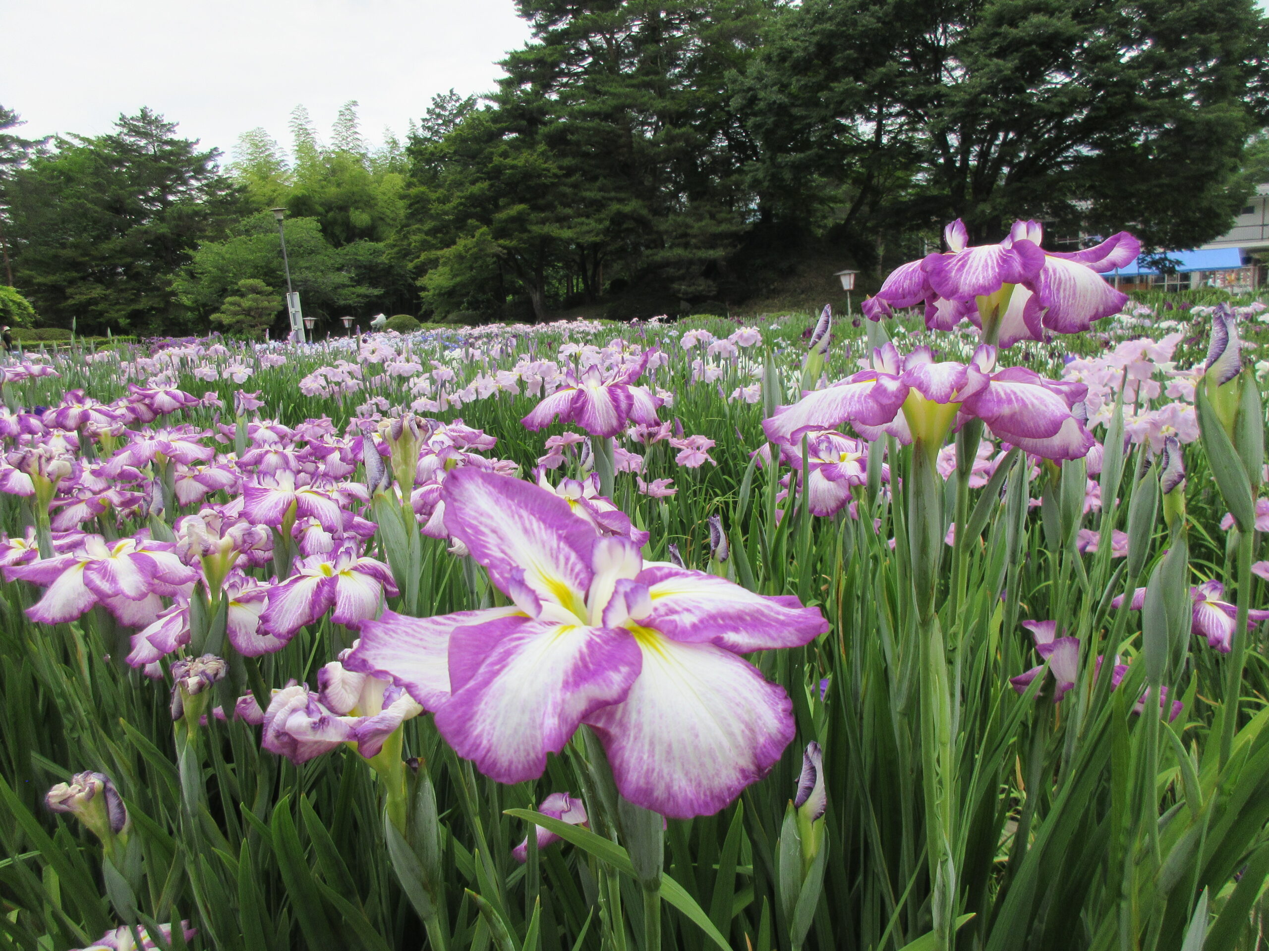 あやめ公園のあやめ